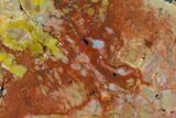 Colorful, Polished Petrified Wood (Araucarioxylon) - Arizona #147906-2